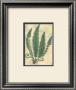 Forest Sword Fern by Walter Robertson Limited Edition Print