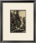 Noble Fir by Ernst Heyn Limited Edition Print