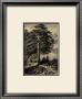 Wild Pine by Ernst Heyn Limited Edition Print