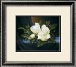 Magnolias by Paul Cordsen Limited Edition Pricing Art Print