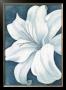 Wistful Lily I by Kaye Lake Limited Edition Print