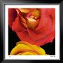 Emma's Roses by Pip Bloomfield Limited Edition Pricing Art Print