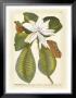 Magnificent Magnolias Ii by Jacob Trew Limited Edition Print