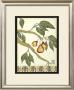 Arts And Crafts Pears by Jennifer Goldberger Limited Edition Print