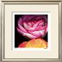 Blush Roses by Pip Bloomfield Limited Edition Print