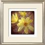Yellow Magnolia by Rebecca Tolk Limited Edition Print