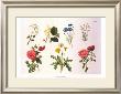 Country Botanicals Ii by Anton Hartinger Limited Edition Print