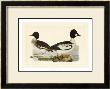 Duck I by John Selby Limited Edition Pricing Art Print