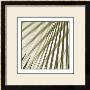Palm Study I by Studio El Collection Limited Edition Print