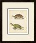 Turtle Duo Ii by J.W. Hill Limited Edition Print