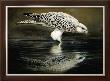 Drinking Falcon by Renato Casaro Limited Edition Print