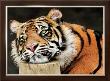 Lazy Tiger by Toni Wallbank Limited Edition Print