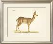 Georg August Goldfuss Pricing Limited Edition Prints