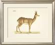 Antelope by Georg August Goldfuss Limited Edition Print