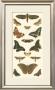 Cramer Butterfly Panel Ii by Pieter Cramer Limited Edition Print