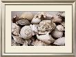 Still Life With Shells by Rene & Barbara Stoeltie Limited Edition Pricing Art Print