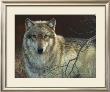 Uninterrupted Stare: Gray Wolf by Joni Johnson-Godsy Limited Edition Print