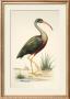 Water Birds I by H. L. Meyer Limited Edition Pricing Art Print