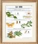 Silk Teaching Chart by Deyrolle Limited Edition Pricing Art Print