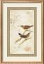 Long-Billed Sunbird by Jillian David Limited Edition Print