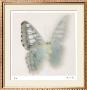 Butterfly Study 6 by Claude Peschel Dutombe Limited Edition Print