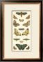 Cramer Butterfly Panel I by Pieter Cramer Limited Edition Pricing Art Print
