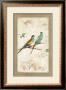 Hooded Parrot by Jillian David Limited Edition Print