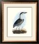 Night Heron by S Selby Limited Edition Print