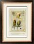Les Perroquets Flamboyants by Pascal Cessou Limited Edition Pricing Art Print