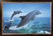 Bottlenose Dolphins by Brandon Cole Limited Edition Print