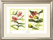 Tiger Lily Petites by Barbara Brown Limited Edition Print