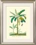Banana, Musa Sapientum by Ch. Lemaire Limited Edition Print