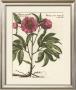Giant Peony Ii by Ludwig Van Houtte Limited Edition Pricing Art Print