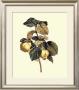 Quinces by Pancrace Bessa Limited Edition Pricing Art Print