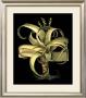 Dramatic Aloe I by Basilius Besler Limited Edition Pricing Art Print