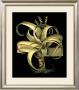 Dramatic Aloe I by Basilius Besler Limited Edition Print