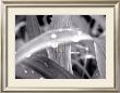 Douglas Yan Pricing Limited Edition Prints