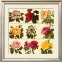 Garden Glory by Louis Van Houtte Limited Edition Print