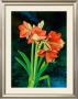 Amarillys by Franz Heigl Limited Edition Print