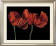 Papaver Orientale I by Derek Harris Limited Edition Pricing Art Print