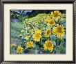 Sunflowers, Provence by Josephine Trotter Limited Edition Print