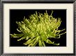 Fuji Mum Iv by Renee Stramel Limited Edition Pricing Art Print