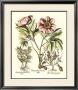 Framboise Floral Ii by Basilius Besler Limited Edition Pricing Art Print