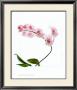 Orchid Blooms by Dana Sohm Limited Edition Print