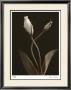 White Lisianthus Iii by Donna Geissler Limited Edition Print