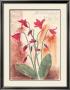 Dainty Erythronium by Anna Gardner Limited Edition Print