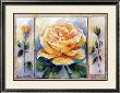 Rose Composition by Rian Withaar Limited Edition Pricing Art Print