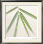 Bamboo Study 8 by Claude Peschel Dutombe Limited Edition Pricing Art Print