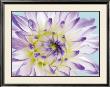 Dahlia In Teal Ii by George Fossey Limited Edition Print