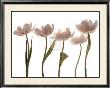 Aprile Tulipano by Katja Marzahn Limited Edition Pricing Art Print